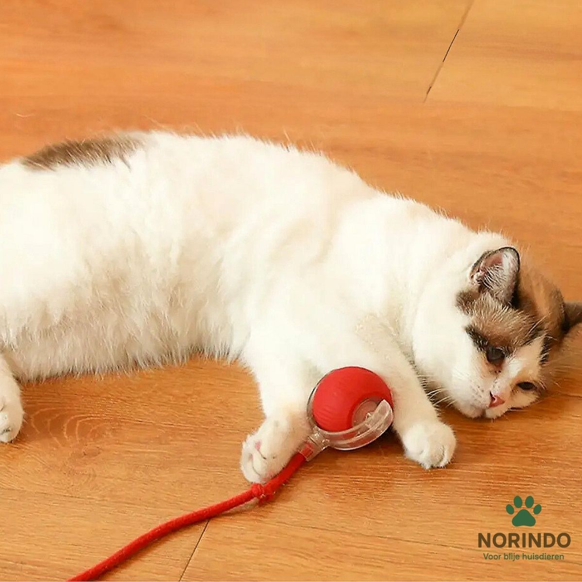 Norindo MovingMouse – Speel, jaag en beweeg