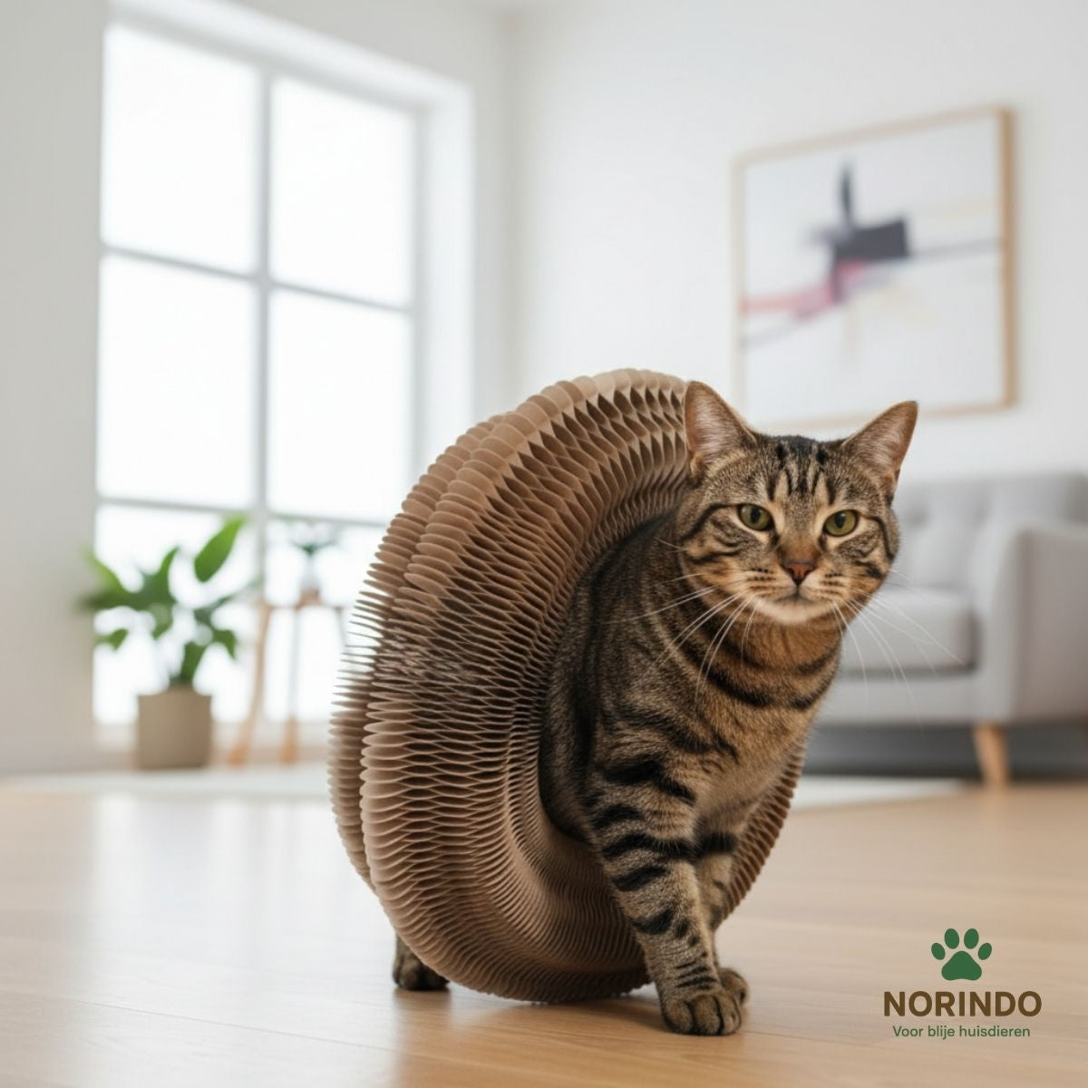 Norindo ScratchShape - Krab, speel, ontspan